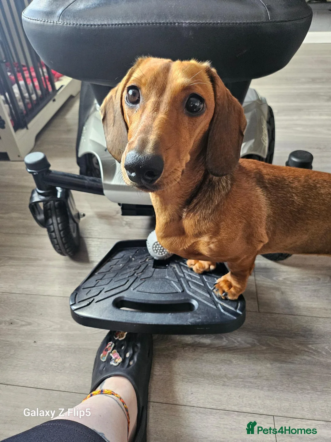 Dachshund dogs for sale: Beautiful standard dachshund  - Advert 1