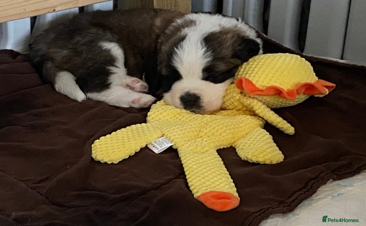 Saint Bernard dogs - Advert 1