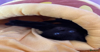 Domestic Shorthair cats - Advert 10