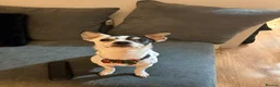 Jack Chi dogs for sale: ‘Milo’ 4 year old JackChi - Advert 3