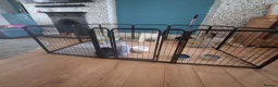 Mini Lop rabbits for sale: 2 sister mini lops  in Port Talbot - Advert 8