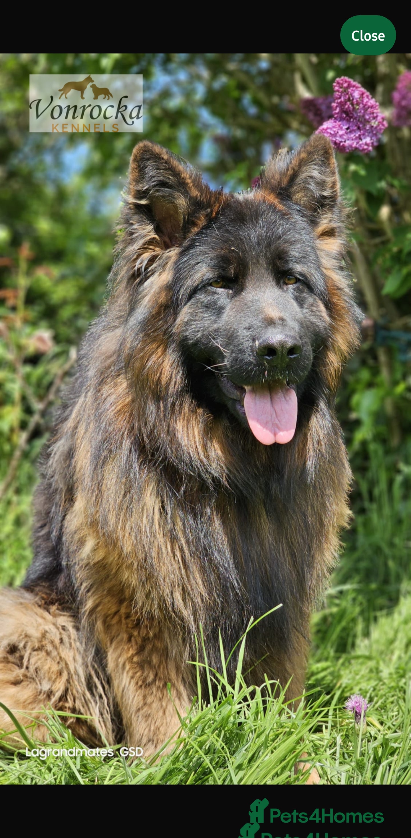 German Shepherd dogs  German shepherd puppy KC Register!! - Advert 11