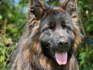 German Shepherd dogs German shepherd puppy KC Register!! - Advert 11