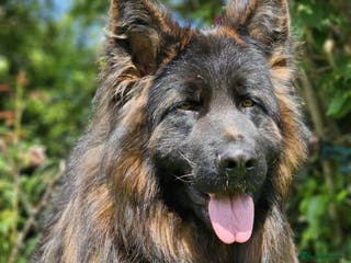 German Shepherd dogs German shepherd puppy KC Register!! - Advert 8