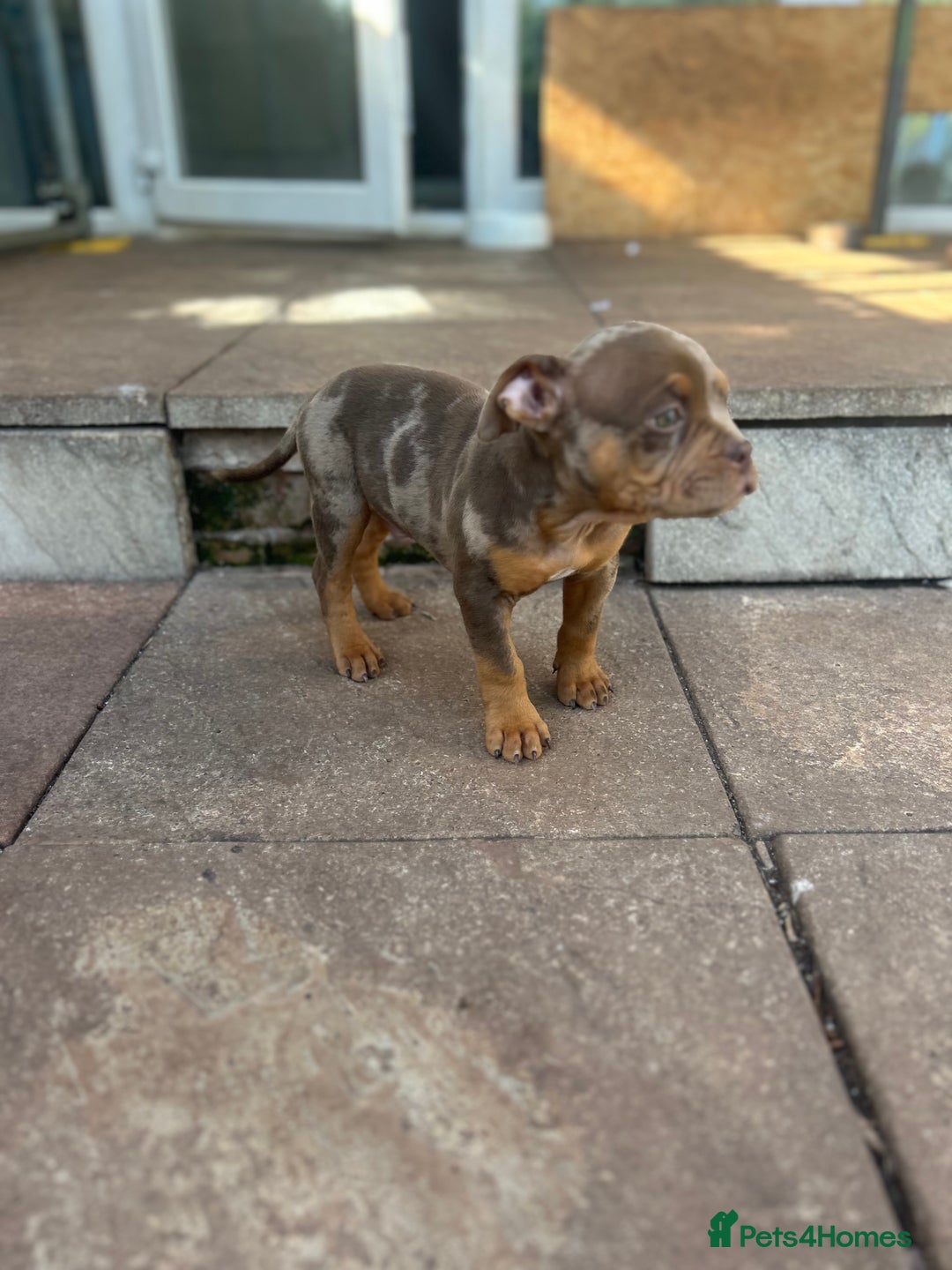American Bully dogs for sale: 🚨🚨 chocolate tri merls 🚨🚨 - Image 5