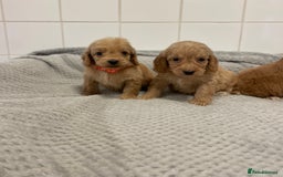 Cockapoo dogs for sale: Beautiful pra clear cockapoo puppy’s  - Image 16