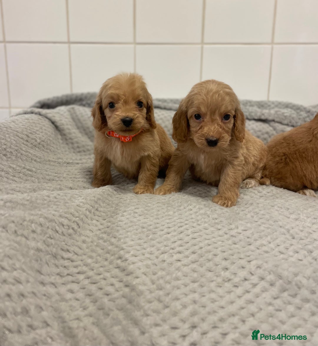 Cockapoo dogs for sale: Beautiful pra clear cockapoo puppy’s  - Image 16