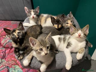 Mixed Breed cats Maine coon X Sphynx - Advert 10