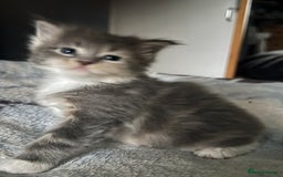 Maine Coon cats for sale: Mainecoons x ragdoll - Image 18