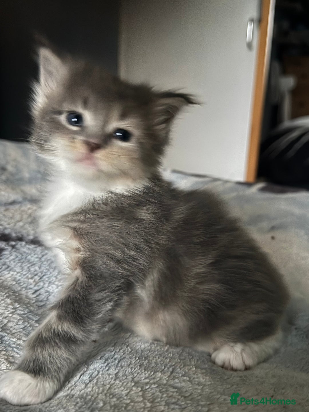 Maine Coon cats for sale: Mainecoons x ragdoll - Image 18