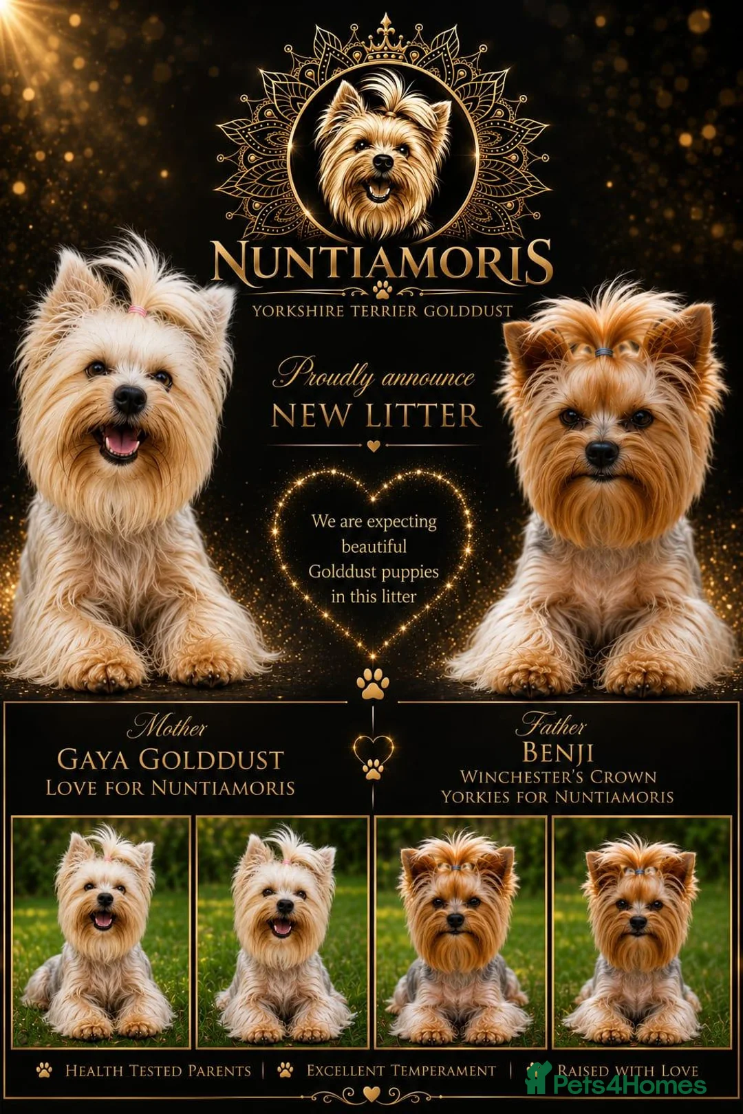 Yorkshire Terrier dogs for sale: 🐾 Golddust Yorkshire Terrier Puppies Available 🐾 - Advert 1