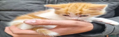 Mixed Breed Kitten 2