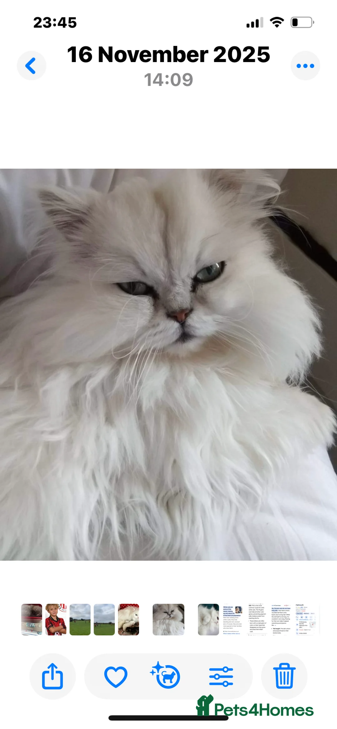 Persian cats for sale: RESERVERED Golden chinchilla persian male  - Advert 4