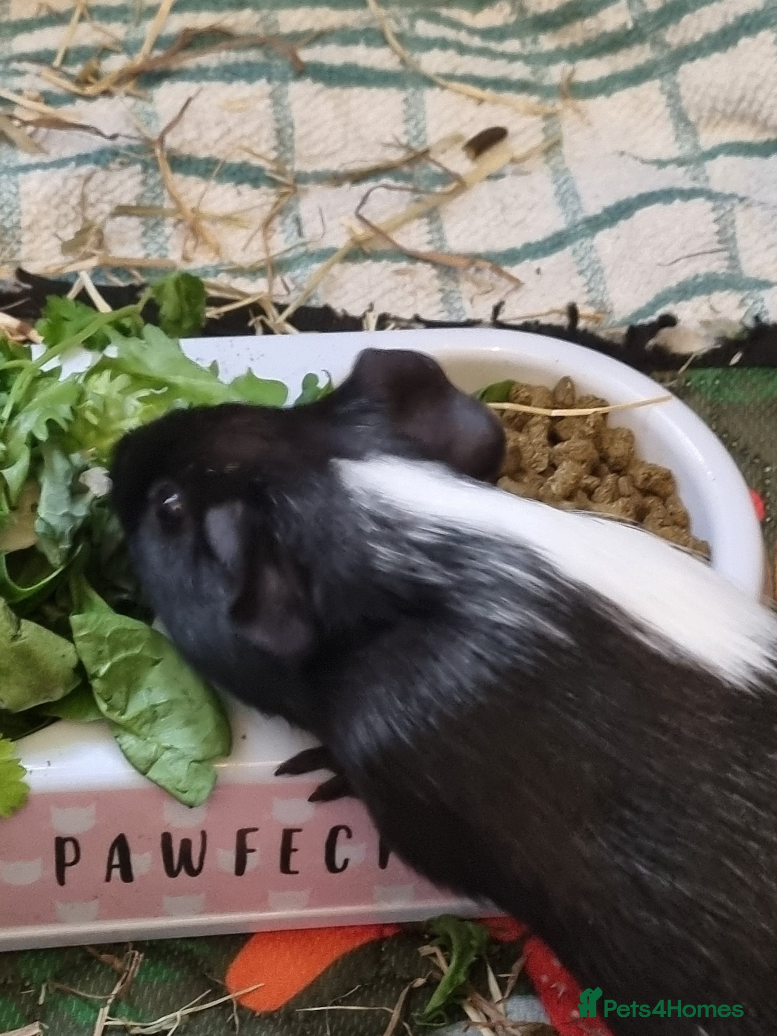 Guinea Pig rodents Gorgeous cute 2 males guinea pig - Advert 1