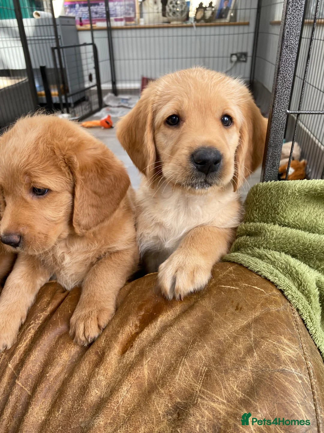 Labradoodle dogs for sale: Miniature Red Labradoodles - Advert 2