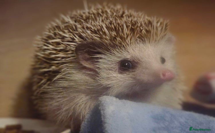 Pygmy Hedgehog rodents - Advert 1