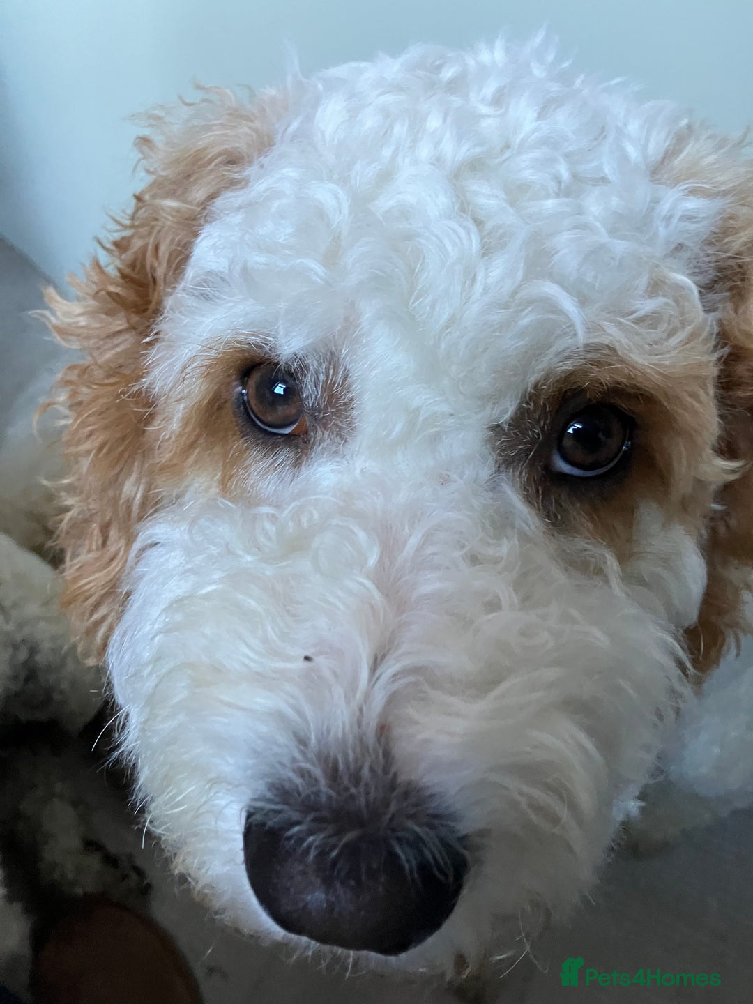 Labradoodle dogs for stud: For stud - Image 8