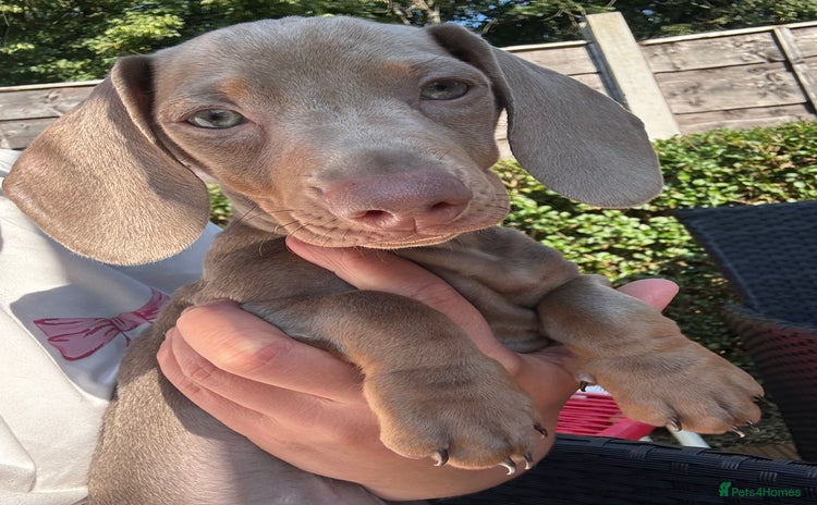 Dachshund dogs - Advert 12