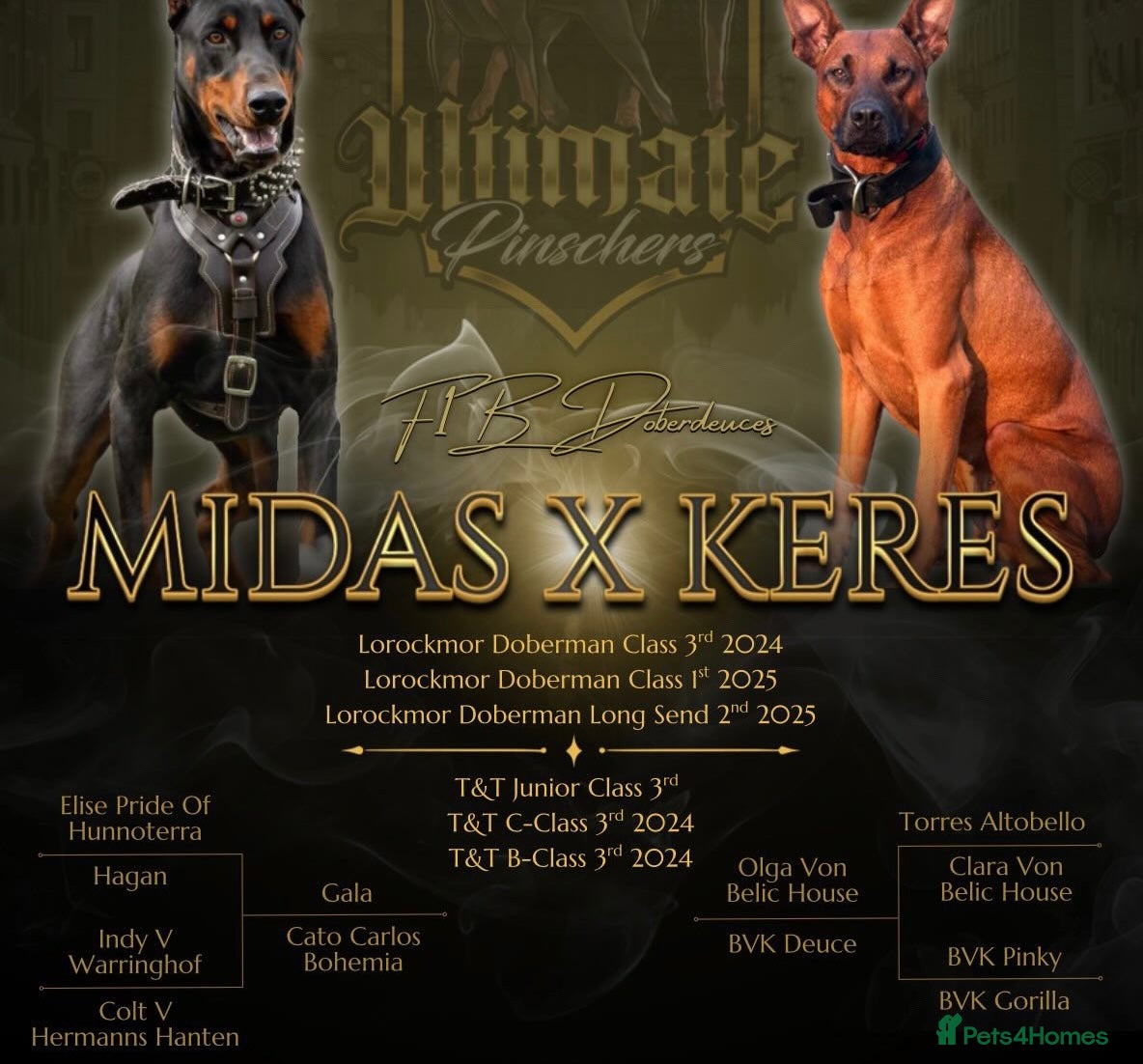 Mixed Breed dogs Dobermann hybrid. Reduced price! - Advert 14