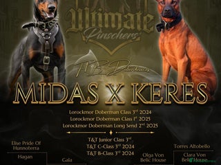 Mixed Breed dogs Dobermann hybrid. Reduced price! - Advert 3