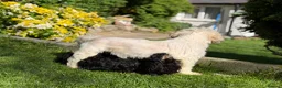 Mixed Breed dogs for sale: Gorgeous zuchon x toy poodle ready now - Advert 15