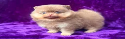 Pomeranian dogs for sale: Kc registered Pom babys ready now x - Advert 2