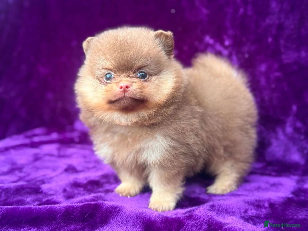 Pomeranian dogs for sale: Kc registered Pom babys ready now x - Advert 2