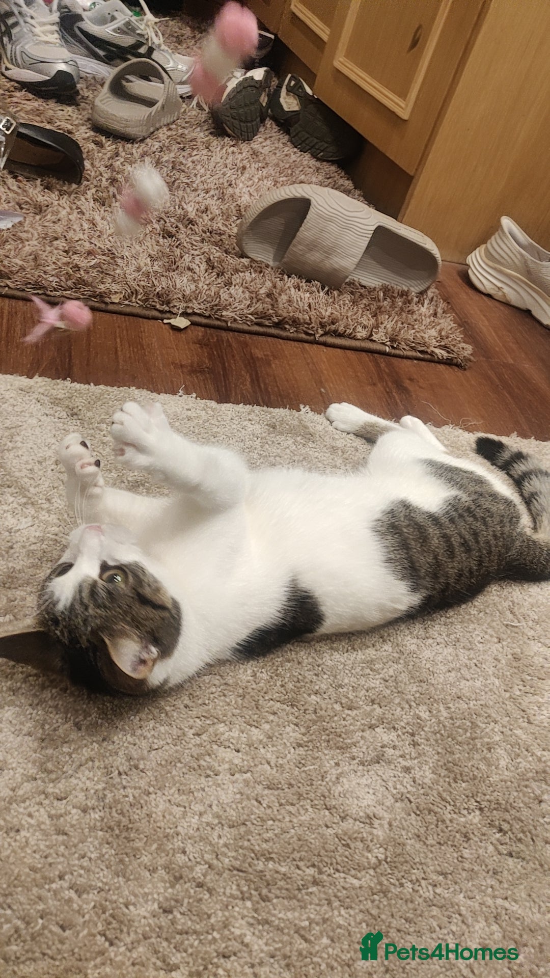 Mixed Breed cats for sale: 11 month old female tabby cat  - Advert 3