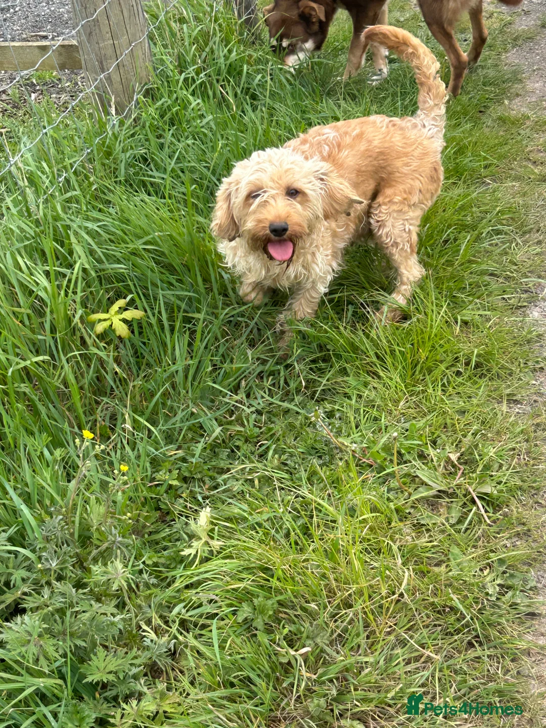 Labradoodle dogs for sale: F1b labradoodle farm raised health tested parent  - Advert 8