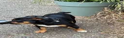 Mixed Breed dogs for sale: Rex the French Bulljack in Dunmow - Advert 6