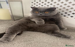 Domestic Shorthair cats for sale: Rehoming my 2 girls  - Image 4
