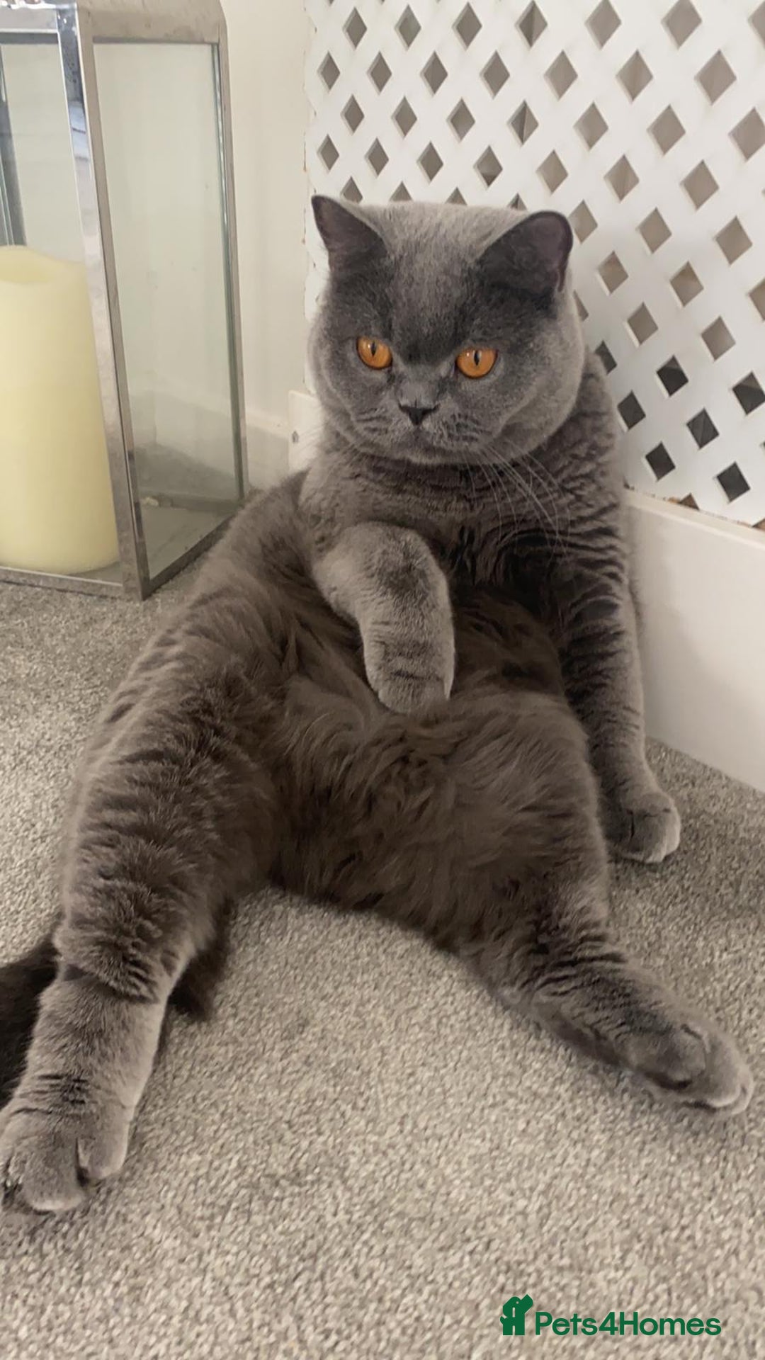 Domestic Shorthair cats for sale: Rehoming my 2 girls  - Image 4