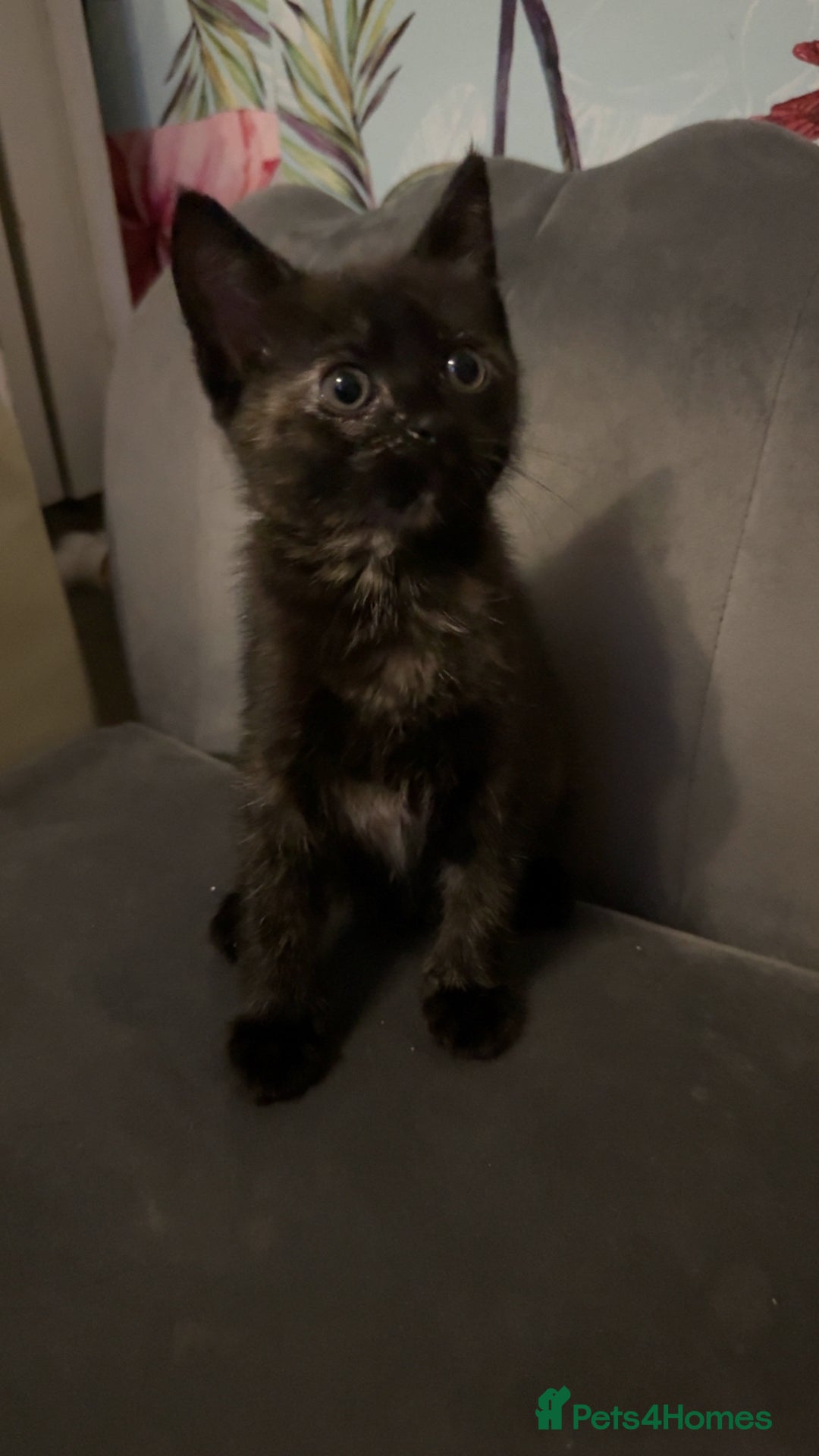 Mixed Breed cats for sale: 4 beautiful girls - Image 5