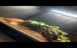 Corn Snake reptiles for sale: Lovely little corn snake and set up  - Image 3