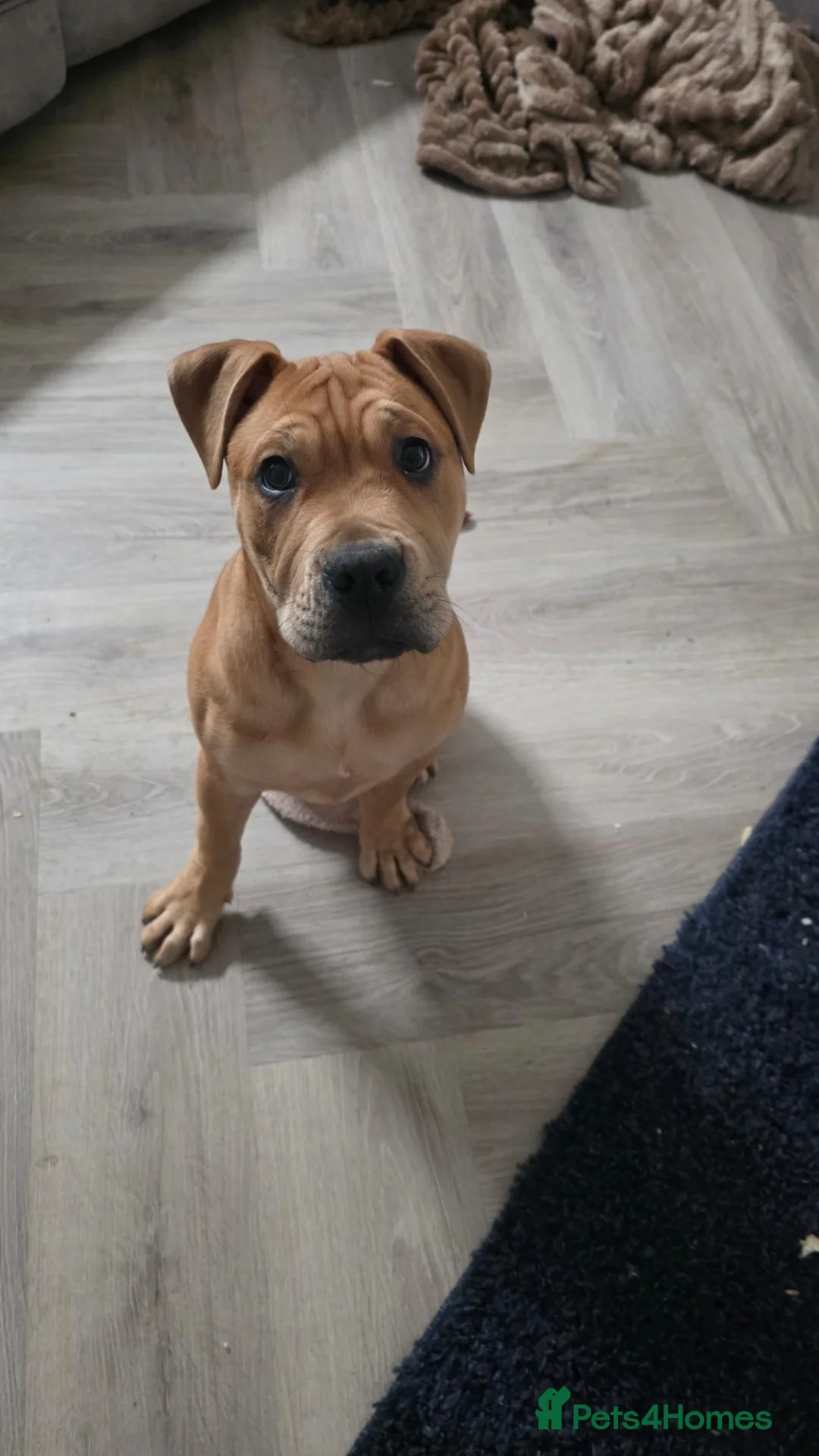 Mixed Breed dogs for sale: 1 yr old trained Female/Bitch  in Yateley - Advert 2