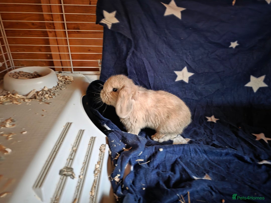 Mini Lop rabbits for sale: Pedigree mini lop bunnies - Advert 6