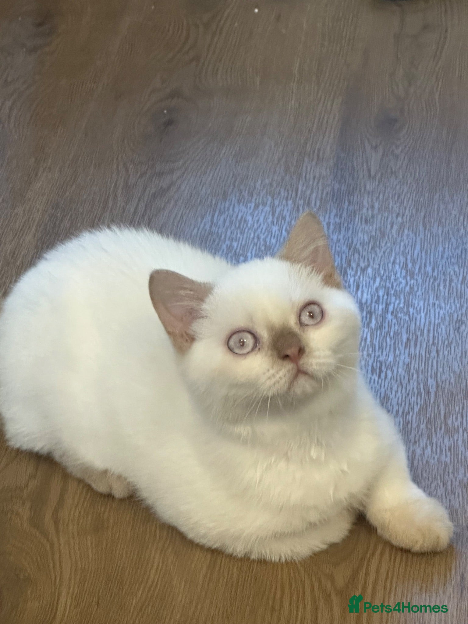 British Shorthair cats British shorthair rare colors  - Advert 1