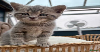 British Shorthair cats in Okehampton - Advert 15