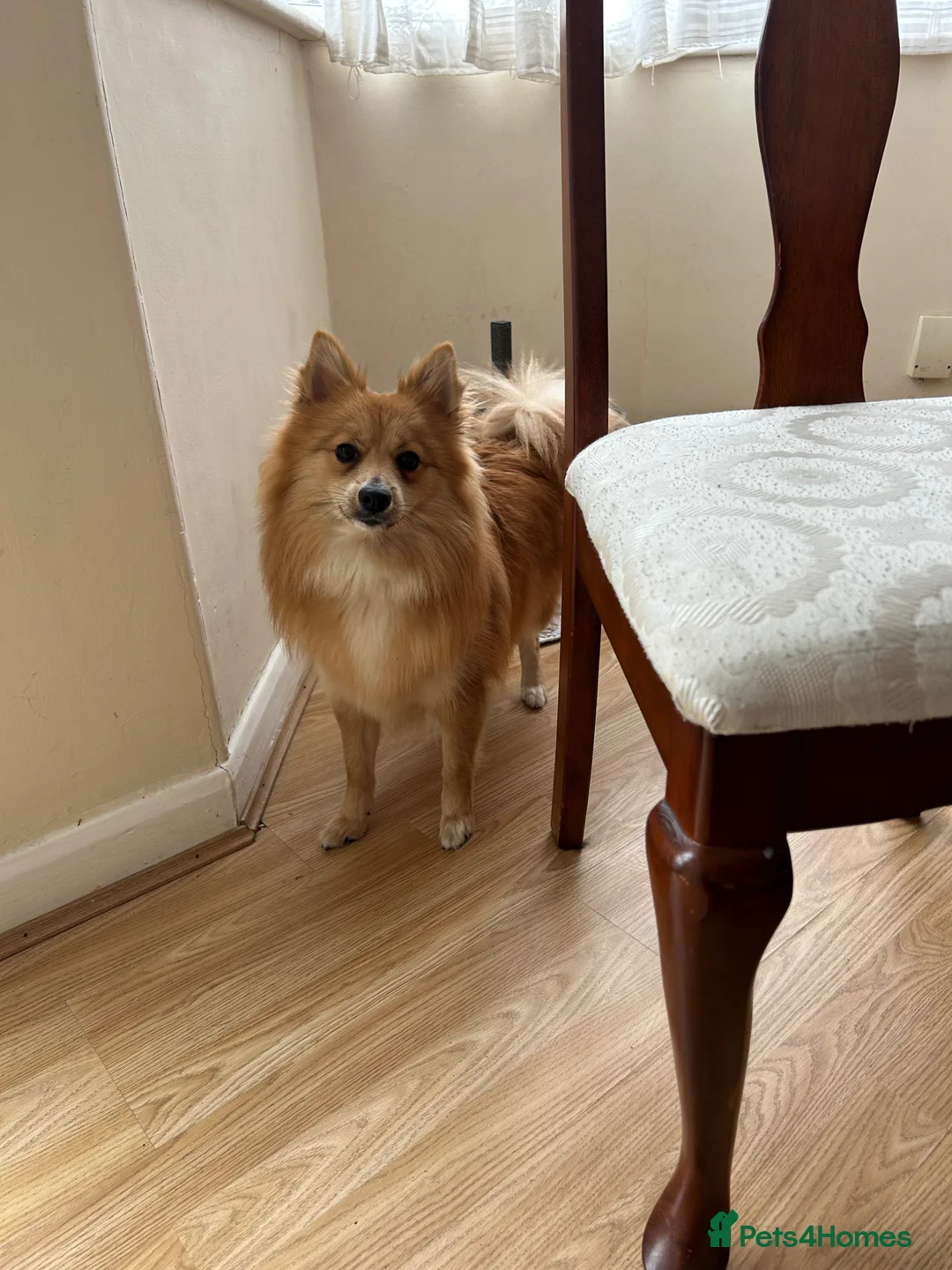 Pomeranian dogs for sale: Pomeranian (German Pomeranian type) in Wisbech - Advert 7