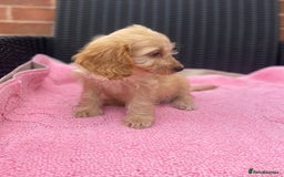Cockapoo dogs for sale: 🐶❤️💙fully vaccinated cockapoos ready now 🐶❤️💙 - Image 8