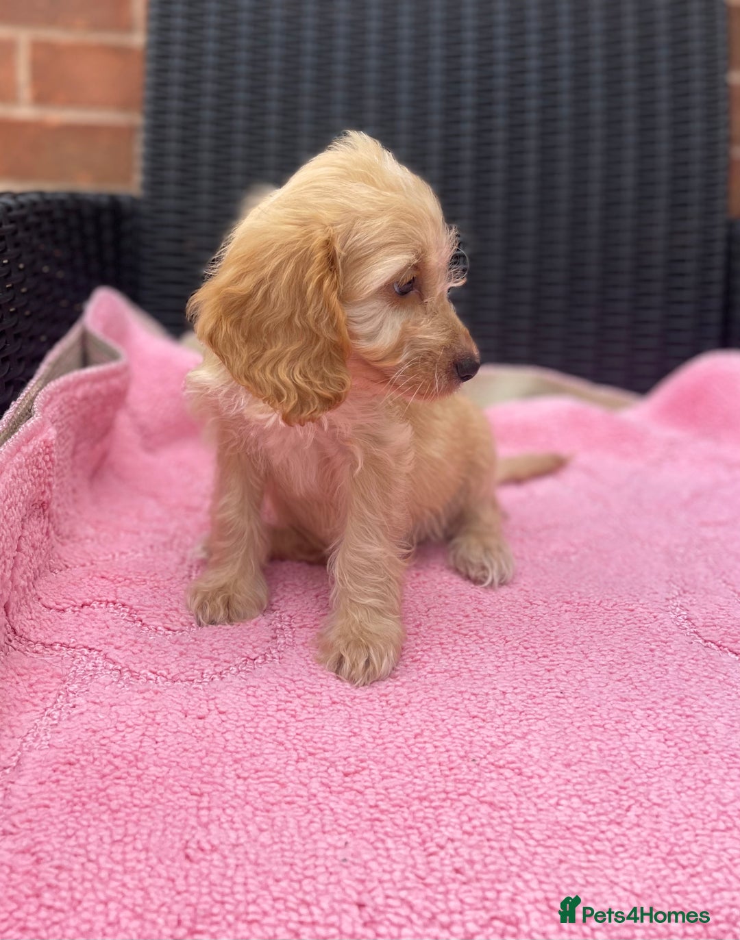 Cockapoo dogs for sale: 🐶❤️💙fully vaccinated cockapoos ready now 🐶❤️💙 - Image 8