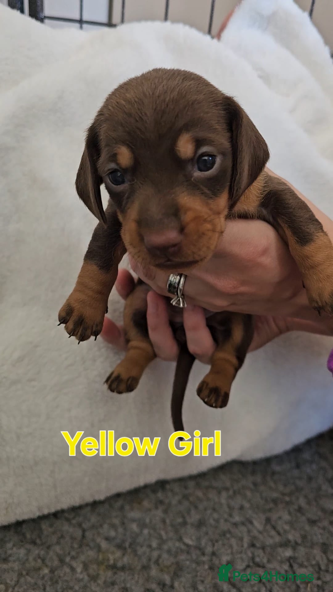 Miniature Dachshund dogs for sale: 4 week old Miniature Dachshunds - Image 28