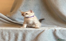 Ragdoll cats for sale: 6 Beautiful Ragdoll x Bengal kittens - Image 3