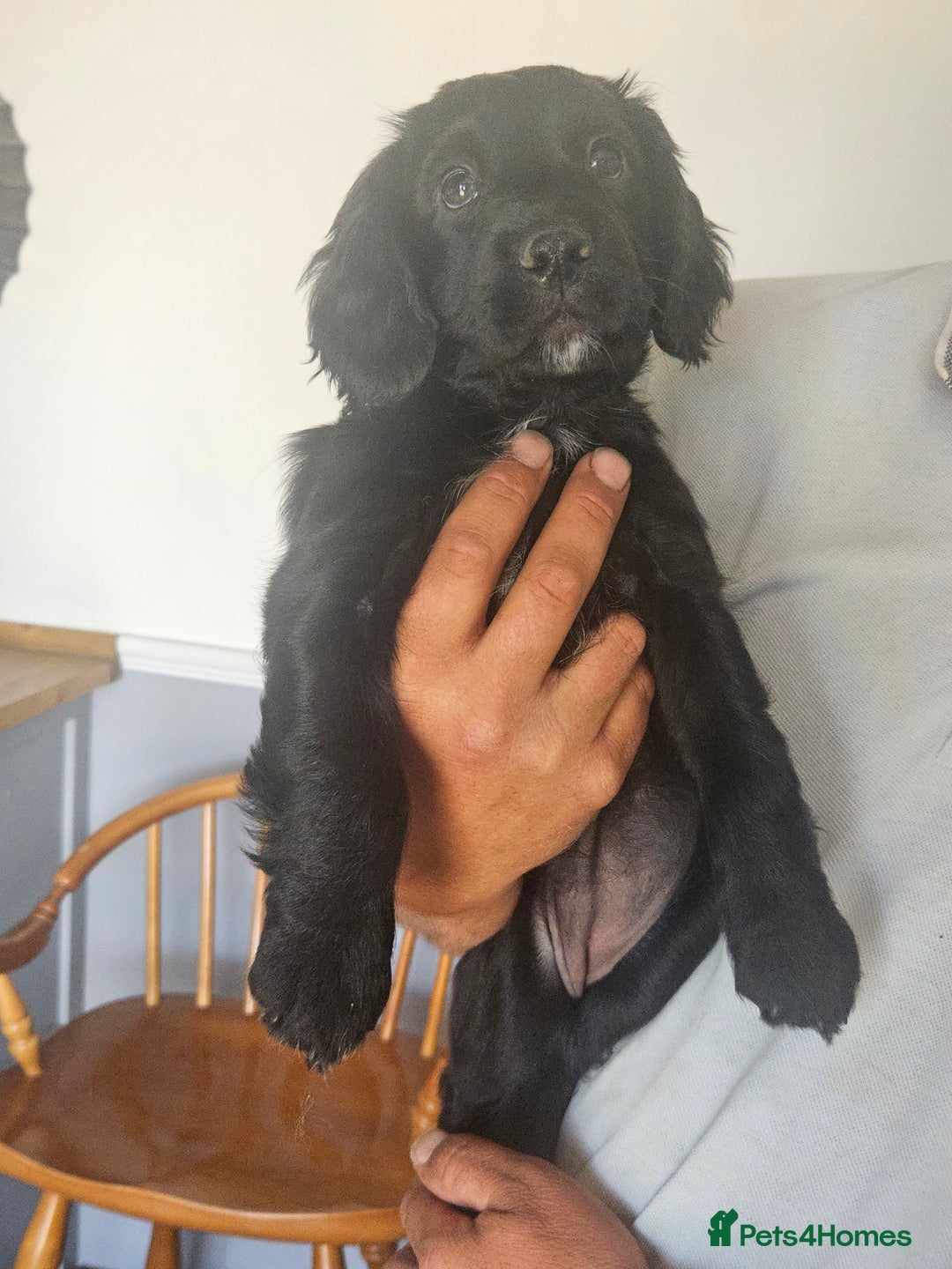 Sprocker dogs for sale: Sprocker Puppy 8 - READY NOW Beautiful unique 8 sprocker puppies - Image 1