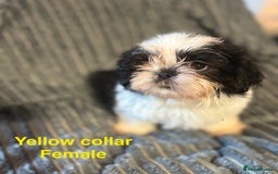 Shih Tzu dogs for sale: Imperial shih-tzu puppy’s for sale  - Image 2