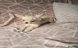 Chihuahua dogs for sale: 3 Handsome (KC) Chihuahua boys left (New photos) - Image 12