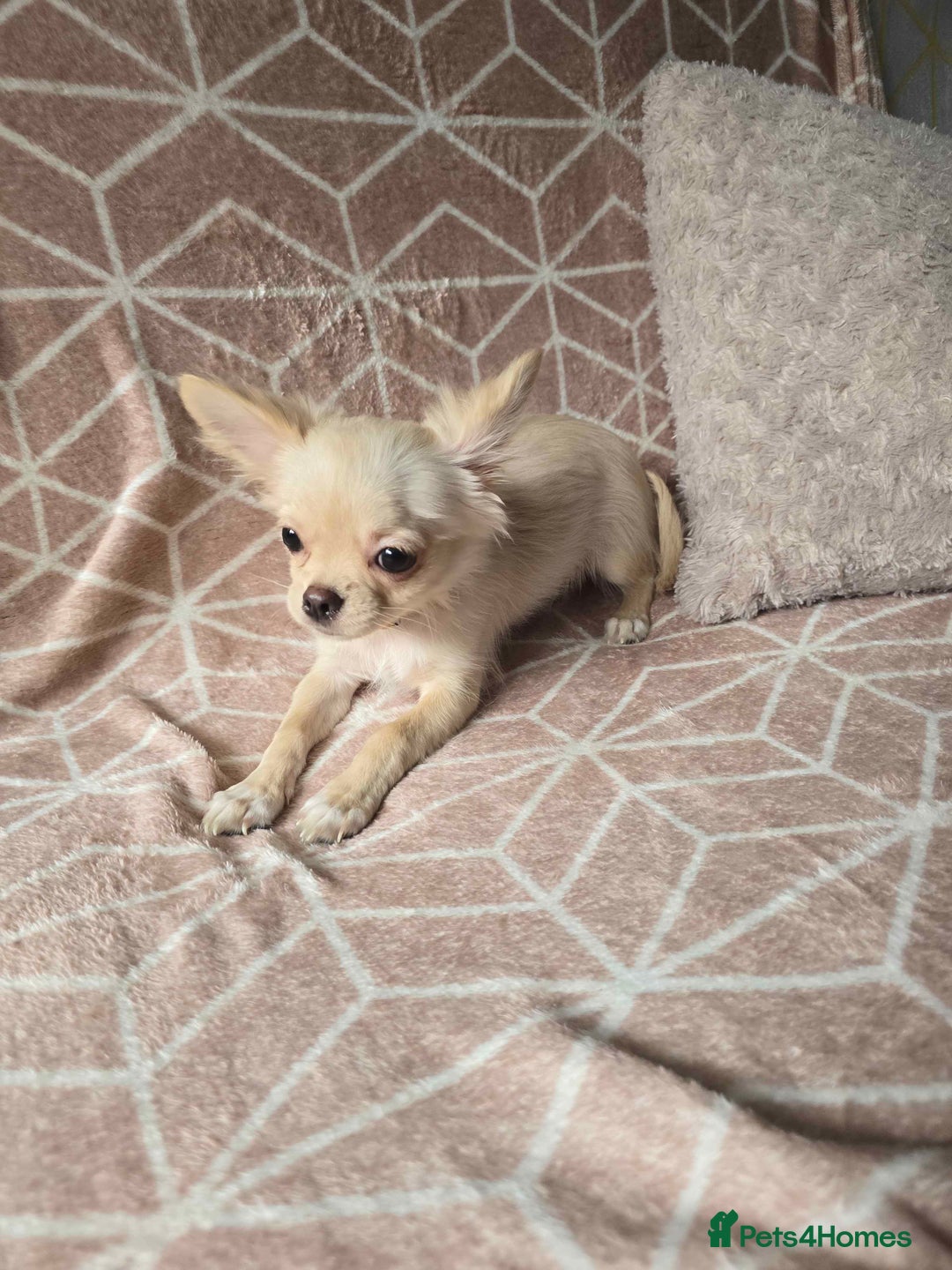 Chihuahua dogs for sale: 3 Handsome (KC) Chihuahua boys left (New photos) - Image 12