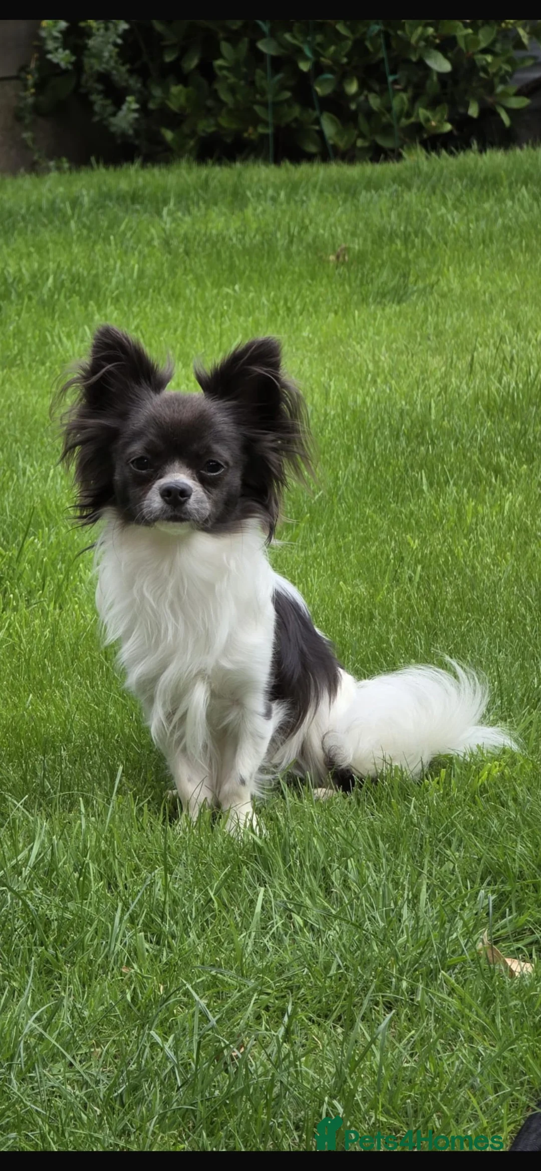 Chihuahua dogs for sale: KC LONG HAIRED CHIHUAHUA  - Advert 18