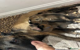 Belgian Shepherd Dog dogs for sale: Belgian Malinois puppies  - Image 13