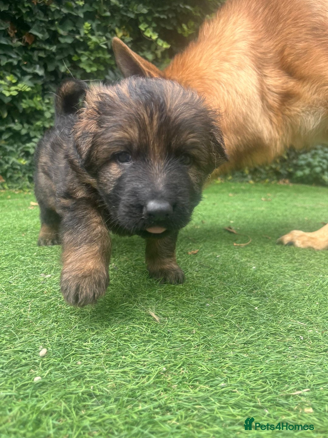 German Shepherd dogs for sale: German shepherd  - Image 13